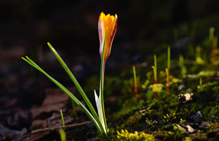 洛阳网页设计与网站建设的创新与实施 